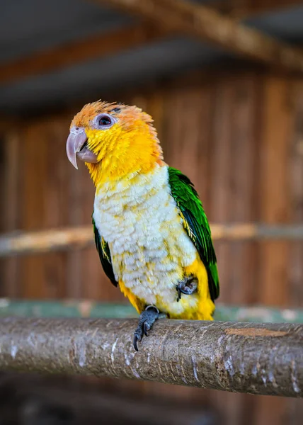 Gele Groene Caique Papegaai Vogel Zittend Houten Tak Close Detail — Stockfoto