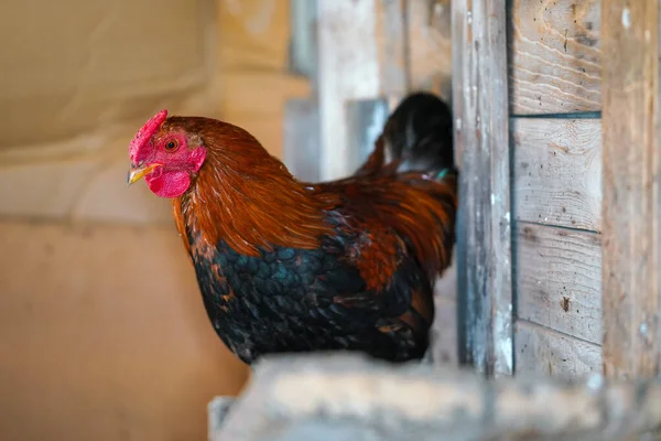Kis Bantam Csirke Kakas Élénk Vörös Fésű Pihen Tyúkólban Közelkép — Stock Fotó