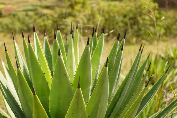 Detail Černou Páteř Agave Listy Tmavými Hroty Slunečného Dne — Stock fotografie