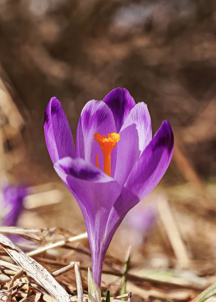 Dziki Fioletowy Żółty Irys Crocus Heuffelianus Odbarwienie Kwiat Rośnie Suchej — Zdjęcie stockowe