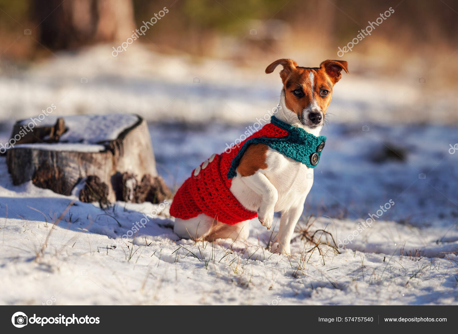 Small Jack Russell Terrier Knitted Winter Jacket Sitting Snow Covered Stock Photo lubo.ivanko 574757540