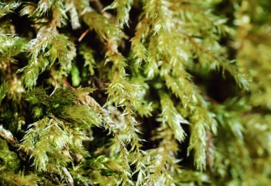 Ormanda yetişen ince yeşil yosunlar, yakın çekim makro detayları.