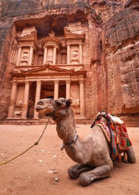 Ürdün 'ün Petra kentindeki ana tapınağın (Hazine) önünde dinlenen deve. Hayvanlar turistlere binmek için kullanılır.