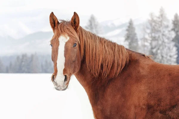 Brown horse on snow covered field, detail on head, blurred trees in background