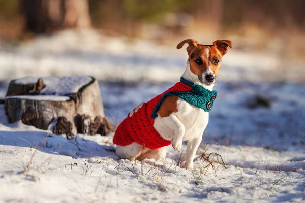 Small Jack Russell Terrier Knitted Winter Jacket Sitting Snow Covered — Fotografia de Stock