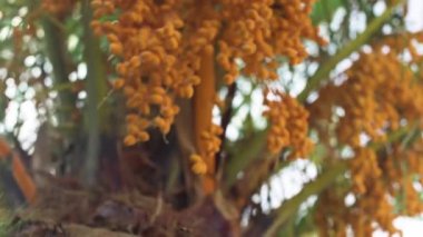 Pindo jöle palmiye ağacı (butia capitata) sarı meyveler, yakın plan detayı