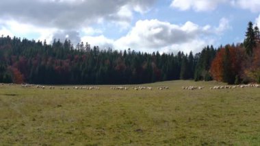 Sonbahar orman çayırı, uzakta otlayan koyun sürüsü, kozalaklı ağaçların arka planı - Liptov bölgesinin tipik Slovakça manzarası