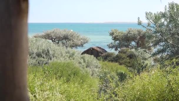 Looking Bushes Euphorbia Stenoclada Moving Slow Wind Calm Sea Sunny — Wideo stockowe