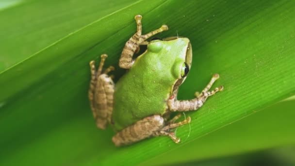 Malá Madagaskarská Zelená Stromová Žába Odpočívající Zeleném Listu Detailní Záběr — Stock video