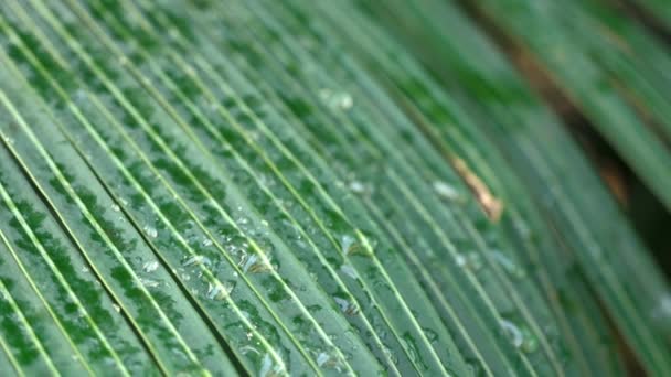 Foglie Palma Verde Scuro Bagnate Rugiada Pioggia Mattutina — Video Stock