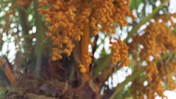 Pindo Jöle Palmiye Ağacı Butia Capitata Sarı Meyveler Yakın Plan — Stok video