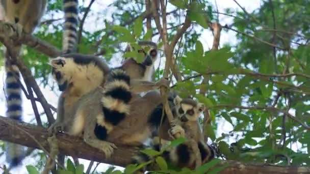 Grupo Lémures Cola Anillada Lemur Catta Sentados Sobre Árboles Sobre — Vídeos de Stock