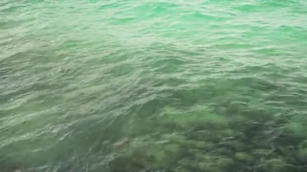 乾燥した茶色の海藻の多くが砂の上に洗浄汚いビーチ クローズアップの詳細 — ストック動画