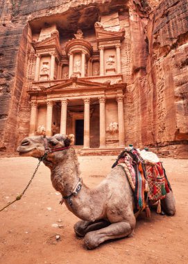 Ürdün 'ün Petra kentindeki ana tapınağın (Hazine) önünde dinlenen deve. Hayvanlar turistlere binmek için kullanılır.