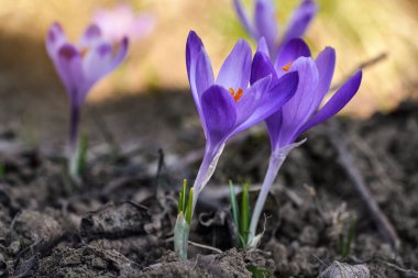 Vahşi mor ve sarı iris (Crocus heuffelianus renk değişimi), gölgede, kuru çimlerde ve yapraklarda yetişen çiçekler.