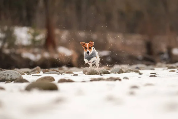 Pequeno Jack Russell Terrier Vestindo Jumper Quente Correndo Rio Coberto — Fotografia de Stock