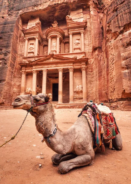 卡梅尔在约旦佩特拉的主要寺庙 Khazneh Treasury 前休息 动物是用来骑游客的 — 图库照片