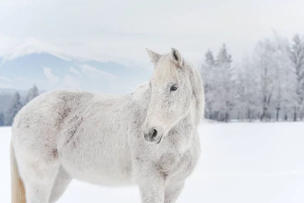 Biały Koń Stojący Polu Śnieżnym Widok Boku Głowę Zamazane Drzewa — Zdjęcie stockowe