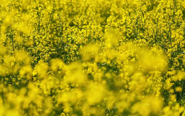 Fleurs Colza Brassica Napus Jaune Vif Poussant Sur Terrain Détail — Photo