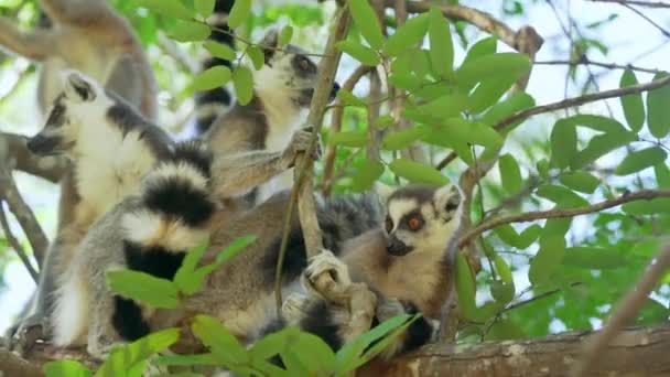 Grupp Ringsvansade Lemurer Lemur Catta Sitter Träd Över Grenar Sin — Stockvideo