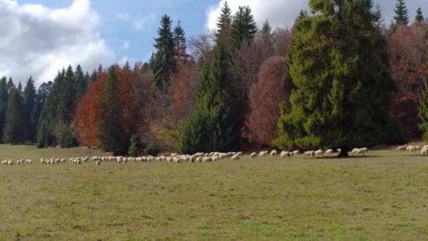 Sonbahar Orman Çayırı Uzakta Otlayan Koyun Sürüsü Kozalaklı Ağaçların Arka — Stok video