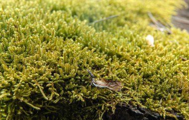 Ormanda yetişen ince yeşil yosun, yakın plan makro detay, soyut doğal arka plan