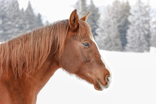 Brown horse on snow covered field, detail on head, blurred trees in background