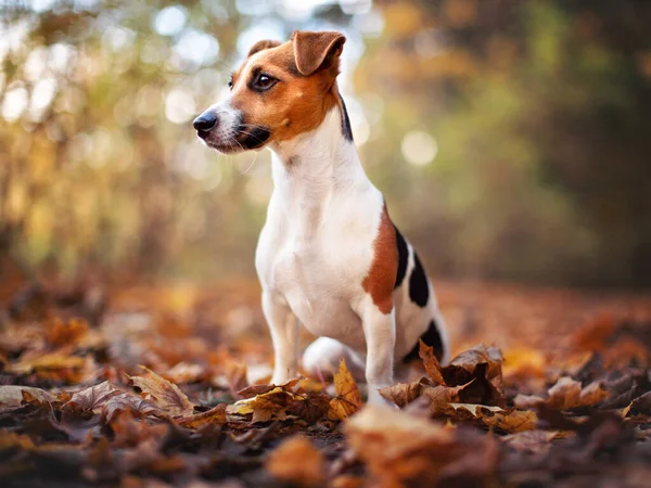 Μικρό Jack Russell Terrier Σκυλί Κάθεται Στα Φύλλα Του Φθινοπώρου — Φωτογραφία Αρχείου