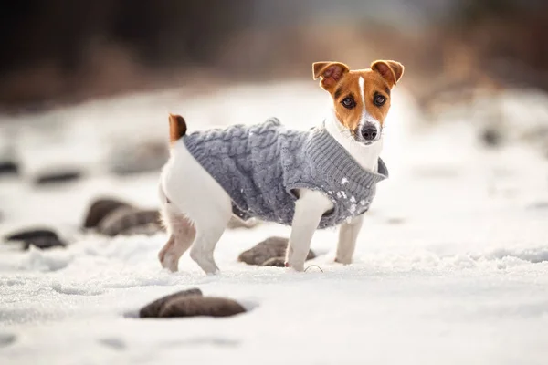 Pequeno Jack Russell Terrier Seu Casaco Inverno Malha Campo Coberto — Fotografia de Stock