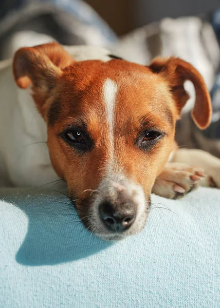 Jack Russell Terrier Στηρίζεται Στο Κρεβάτι Ήλιο Λάμπει Αυτήν Λεπτομέρεια — Φωτογραφία Αρχείου