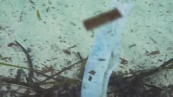 Braune Algenstücke Und Plastikmüll Der Küstennahen Wasser Treibt Unterwasser Video — Stockvideo
