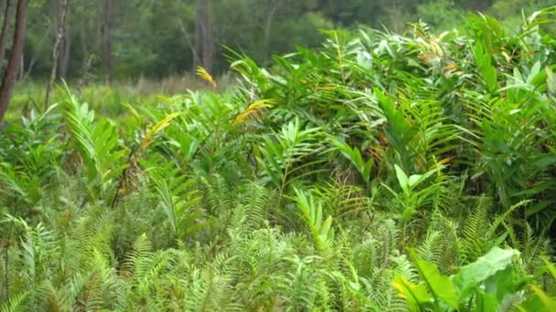 Floresta Tropical Africana Selva Folhas Verdes Molhadas Chuva Panning Vídeo — Vídeo de Stock