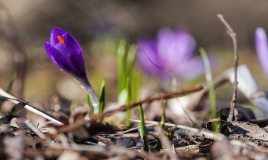 Güneş, ilkbaharda yetişen ve henüz tamamen açılmamış olan yabani mor ve sarı iris (Crocus heuffelianus discolor) üzerinde parlar.