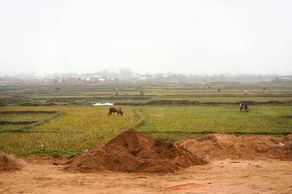 Antananarivo Μαδαγασκάρη Μαΐου 2019 Τυπικό Τοπίο Κατά Διάρκεια Της Συννεφιασμένης — Φωτογραφία Αρχείου