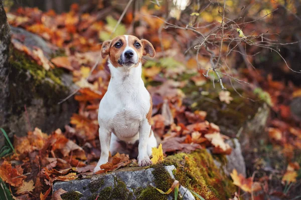Small Jack Russell Terrier Dog Sitting Autumn Moss Covered Stone — Stock Photo, Image