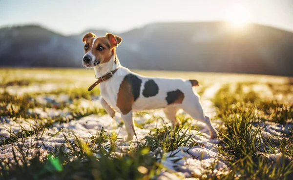 Pequeno Jack Russell Terrier Fica Prado Grama Verde Com Manchas — Fotografia de Stock