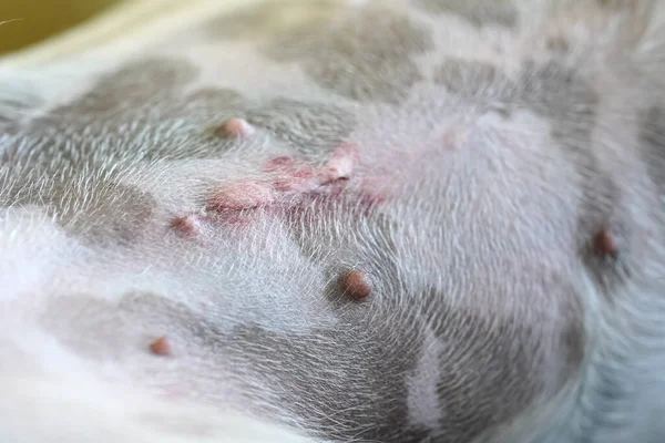 Detail on female Jack Russell terrier dog belly, scar after spay operation visible