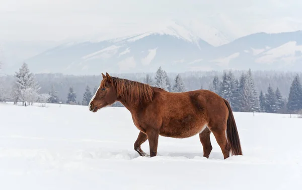 Braunes Pferd Spaziert Winter Auf Schneebedecktem Feld Verschwommener Baumhintergrund — Stockfoto