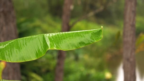 Pioggia Che Cade Lago Nella Giungla Primo Piano Palme Cespugli — Video Stock