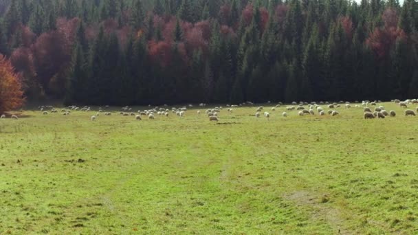 Bosque Otoño Prado Con Pastoreo Rebaño Ovejas Distancia Los Árboles — Vídeos de Stock
