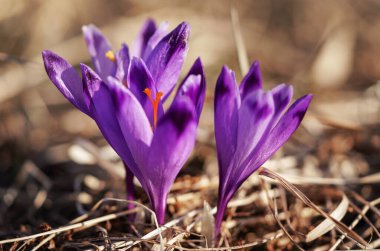 Güneş, vahşi mor ve sarı iris (Crocus heuffelianus renk değişimi) çiçeğinin üzerinde parlar.
