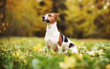 Küçük Jack Russell Teriyeri sonbaharda çayırda oturuyor, sarı ve turuncu ağaçlar arka planda bulanık