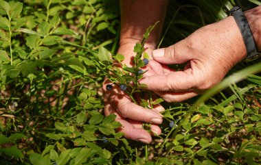Yaşlı, yaşlı bir kadın, ormanda güneşten kavrulmuş yabanmersini topluyor.