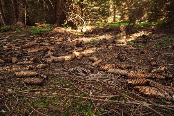 Лесной Массив Множеством Хвойных Конусов — стоковое фото