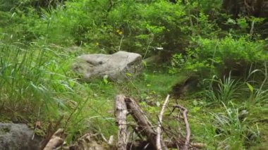 Tipik Avrupa orman manzarası - çimenler, yerde yosun bulunan küçük çalılar - büyük kayalar ve bazı kuru yaşlı ağaçlar, manzara üzerinde dönen kamera