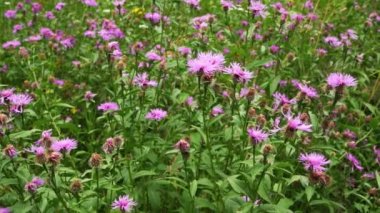 Küçük pembe knapweed - Centaurea türü - yeşil orman çayırlarında yetişiyor, yavaş rüzgarda hareket ediyor.