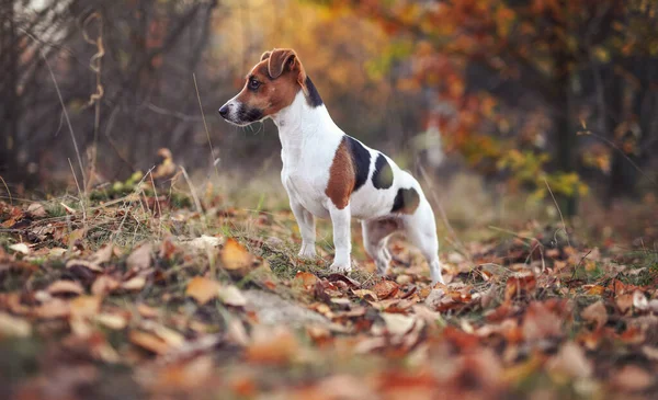 Piccolo Jack Russell Terrier Piedi Sul Sentiero Forestale Con Foglie — Foto Stock