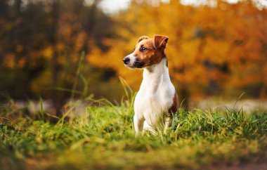 Küçük Jack Russell Teriyeri sonbaharda çayırda oturuyor, sarı ve turuncu ağaçlar arka planda bulanık