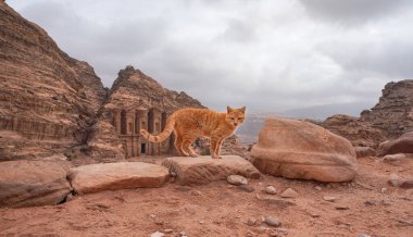 Kırmızı kayaların üzerinde yürüyen küçük turuncu kedi, Petra Ürdün 'ün dağlık arazisi, manastır inşaatı arka planı