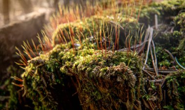Ormanda yetişen ince yeşil kırmızı yosun, yakın çekim makro detayı, soyut doğal arkaplan